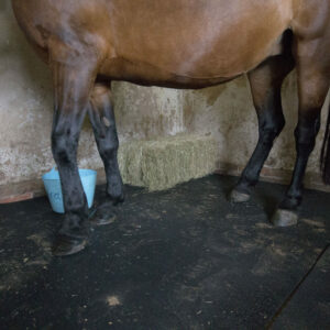 Horse standing on stable mat